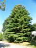 Photo of Genus=Pinus&Species=strobus&Common=Eastern White Pine&Cultivar=