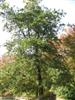Photo of Genus=Pinus&Species=strobiformis&Common=Southwestern White Pine&Cultivar=