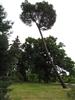 Photo of Genus=Pinus&Species=pinaster&Common=Maritime Pine&Cultivar=