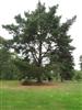 Photo of Genus=Pinus&Species=radiata&Common=Monterey Pine, Radiata Pine&Cultivar=