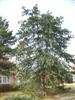 Photo of Genus=Pinus&Species=flexilis&Common=Limber Pine&Cultivar=