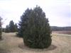 Photo of Genus=Pinus&Species=heldreichii&Common=Bosnian Pine&Cultivar=