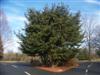 Photo of Genus=Pinus&Species=parviflora&Common=Japanese White Pine&Cultivar=