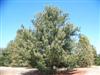 Photo of Genus=Pinus&Species=pumila&Common=Japanese Stone Pine&Cultivar=