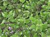 Photo of Genus=Plectranthus&Species=&Common=Swedish Ivy, Spurflower&Cultivar=Mona Lavender™