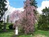 Photo of Genus=Prunus&Species=subhirtella&Common=Pink Flowering Weeping Cherry&Cultivar=Pendula Rosea