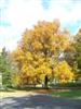 Photo of Genus=Quercus&Species=phellos&Common=Willow Oak&Cultivar=