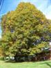 Photo of Genus=Quercus&Species=rubra&Common=Red Oak&Cultivar=