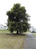 Photo of Genus=Quercus&Species=Ilex&Common=Holly Oak, Holm Oak&Cultivar=