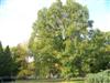 Photo of Genus=Quercus&Species=macrocarpa&Common=Bur Oak&Cultivar=