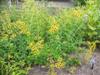 Photo of Genus=Rudbeckia&Species=submentosa&Common=Sweet Coneflower&Cultivar='Henry Eilers'