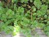 Photo of Genus=Sedum&Species=spurium&Common=Stonecrop&Cultivar=