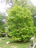 Photo of Genus=Syringa&Species=reticulata&Common=Japanese Tree Lilac&Cultivar=