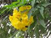 Photo of Genus=Tecoma&Species=stans&Common=Yellow Trumpetbush, Yellow Bells&Cultivar=