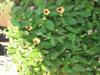 Photo of Genus=Thunbergia&Species=alata&Common=Black Eyed Susan Vine&Cultivar=