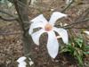Photo of Genus=Magnolia&Species=x&Common=Wadas Memory Magnolia&Cultivar='Wadas Memory'