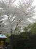 Photo of Genus=Prunus&Species=x yedoensis&Common=Yoshino Cherry&Cultivar=