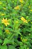 Photo of Genus=Helianthus&Species=divaricatus&Common=Woodland Sunflower&Cultivar=