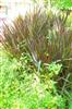 Photo of Genus=Pennisetum&Species=purpureum&Common=Princess Fountain Grass&Cultivar='Princess'