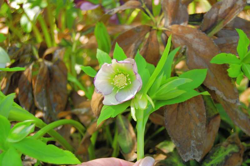 Photo of Genus=Helleborus&Species=x hybridus&Common=Pink Knot Select Lenten Rose&Cultivar='Pine Knot Select'