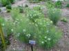 Photo of Genus=Amsonia&Species=hubrichtii&Common=Arkansas Amsonia&Cultivar=