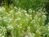 Photo of Genus=Asclepias&Species=verticillata&Common=Whorled Milkweed&Cultivar=