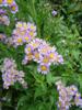 Photo of Genus=Aster&Species=tataricus&Common=Jindai Tatarian Daisy&Cultivar='Jindai'