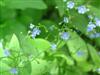 Photo of Genus=Brunnera&Species=macrophylla&Common=Siberian Bugloss&Cultivar=