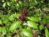 Photo of Genus=Calycanthus&Species=floridus&Common=Carolina Allspice&Cultivar=