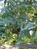 Photo of Genus=Carya&Species=illinoinensis&Common=Northern Pecan&Cultivar=