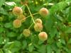 Photo of Genus=Cephalanthus&Species=occidentalis&Common=Buttonbush&Cultivar=