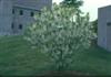 Photo of Genus=Chionanthus&Species=virginicus&Common=White Fringetree&Cultivar=