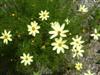 Photo of Genus=Coreopsis&Species=verticillata&Common=Moonbeam Coreopsis&Cultivar='Moonbeam'