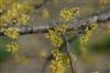 Photo of Genus=Cornus&Species=officinalis&Common=Japanese Cornel Dogwood&Cultivar=
