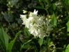 Photo of Genus=Deutzia&Species=gracilis&Common=Slender Deutzia&Cultivar=