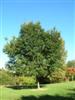 Photo of Genus=Eucommia&Species=ulmoides&Common=Hardy Rubber Tree&Cultivar=