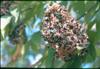 Photo of Genus=Tetradium&Species=daniellii&Common=Bee Tree&Cultivar=