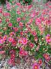 Photo of Genus=Helianthemum&Species=nummularium&Common=Hartswood Ruby Rockrose&Cultivar='Hartswood Ruby'