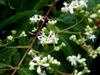 Photo of Genus=Heptacodium&Species=miconioides&Common=Seven-son Flower&Cultivar=