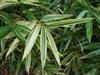 Photo of Genus=Hibanobambusa&Species=tranquillans&Common=Bamboo&Cultivar=Shiroshima'