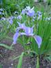 Photo of Genus=Iris&Species=versicolor&Common=Blue Flag Iris&Cultivar=