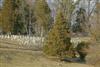 Photo of Genus=Juniperus&Species=virginiana&Common=Eastern redcedar&Cultivar=