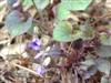 Photo of Genus=Viola&Species=labradorica&Common=Labrador Violet&Cultivar=