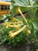 Photo of Genus=Lonicera&Species=sempervirens&Common=John Clayton Honeysuckle Vine&Cultivar='John Clayton'