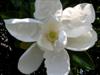 Photo of Genus=Magnolia&Species=grandiflora&Common=Southern Magnolia&Cultivar=