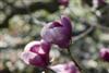 Photo of Genus=Magnolia&Species=liliiflora&Common=Purple Lily Magnolia&Cultivar='Nigra'