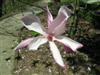 Photo of Genus=Magnolia&Species=x 'Galaxy'&Common=Galaxy Magnolia&Cultivar=