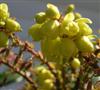 Photo of Genus=Mahonia&Species=bealei&Common=Leatherleaf Mahonia&Cultivar=