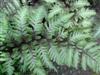 Photo of Genus=Athyrium&Species=nipponicum&Common=Japanese Painted Fern&Cultivar='Pictum'