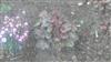 Photo of Genus=Heuchera&Species='Plum Pudding'&Common=Plum Pudding Coral Bells&Cultivar=